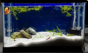 Foodie Puppies Natural Sugar Size (2.5Kg, White Sand) Gravel for Aquarium athira pets