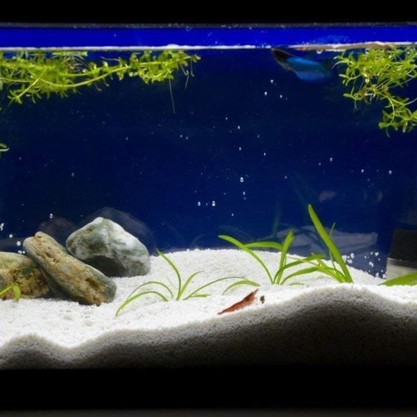 Foodie Puppies Natural Sugar Size (2.5Kg, White Sand) Gravel for Aquarium Decoration/Home & Garden/Lawn Decoration/Aquarium Substrate/Terrarium/Quartz Sand