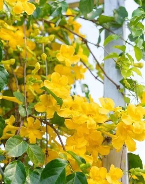Mediflorius Cat’s Claw Creeper Plant – Fast Growing Flowering Vine | Healthy Rooted Live Plant | Bright Yellow Blooms | Ideal for Garden Walls (PACK OF 1 HEALTHY POTTED PLANT)